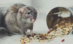 Co může a co nemůže dát krysu